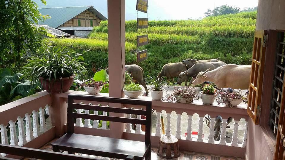 Ta Van Green Hills Homestay Sa Pa Exterior photo